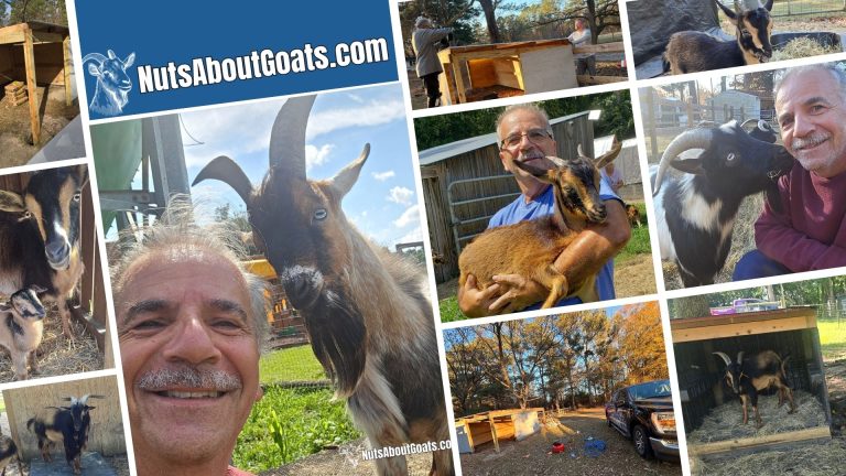 Nuts About Goats Facebook Cover 1 768x432